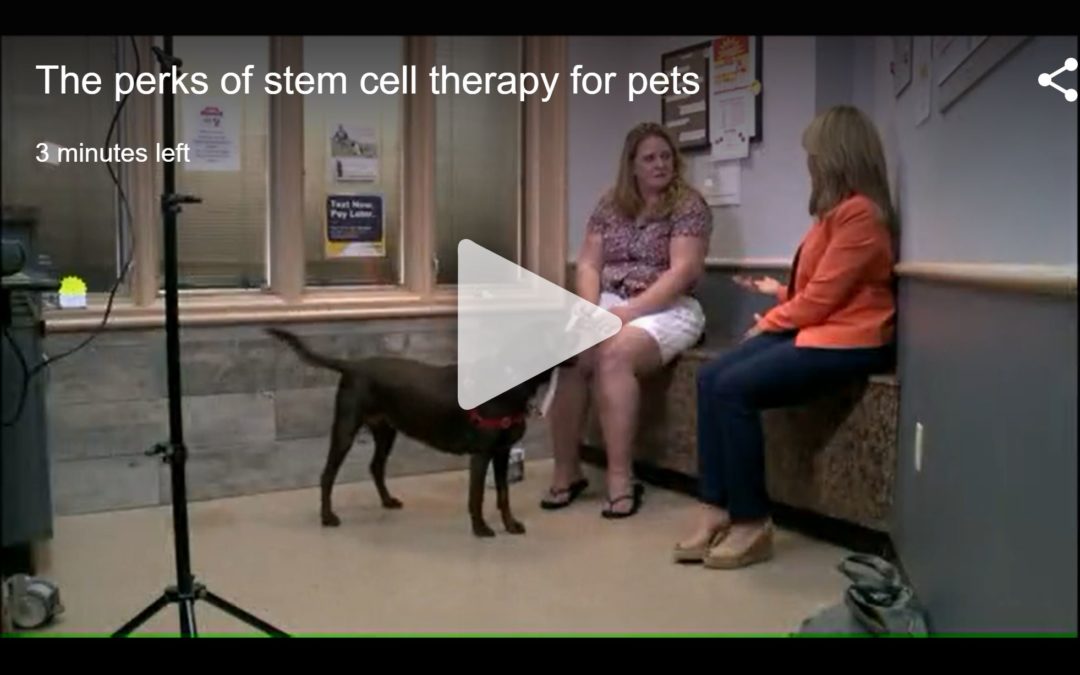Video: Metro veterinarian and his furry patients seeing benefits of stem cell therapy for arthritis