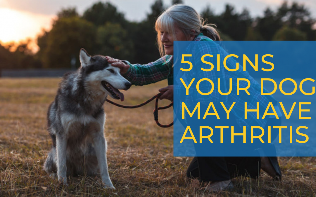 5 Signs Your Dog May Have Arthritis