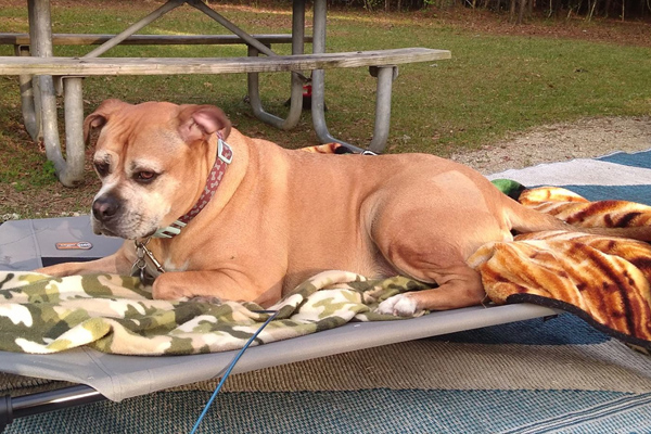 Tan dog resting on an outdoor lounger, showcasing the quality of life Ardent Animal Health strives for post-treatment