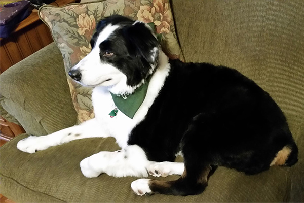 Border Collie relaxing on a couch, exemplifying the comfort and care for pets provided by Ardent Animal Health.