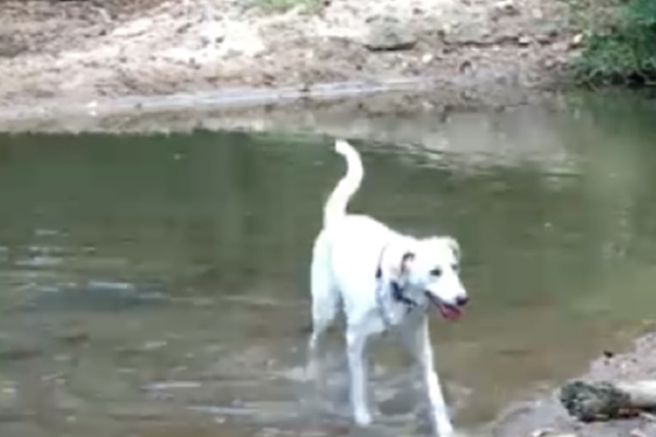 White dog named Smudge enjoying a refreshing wade in a serene stream, showcasing the active lifestyle supported by Ardent Animal Health.