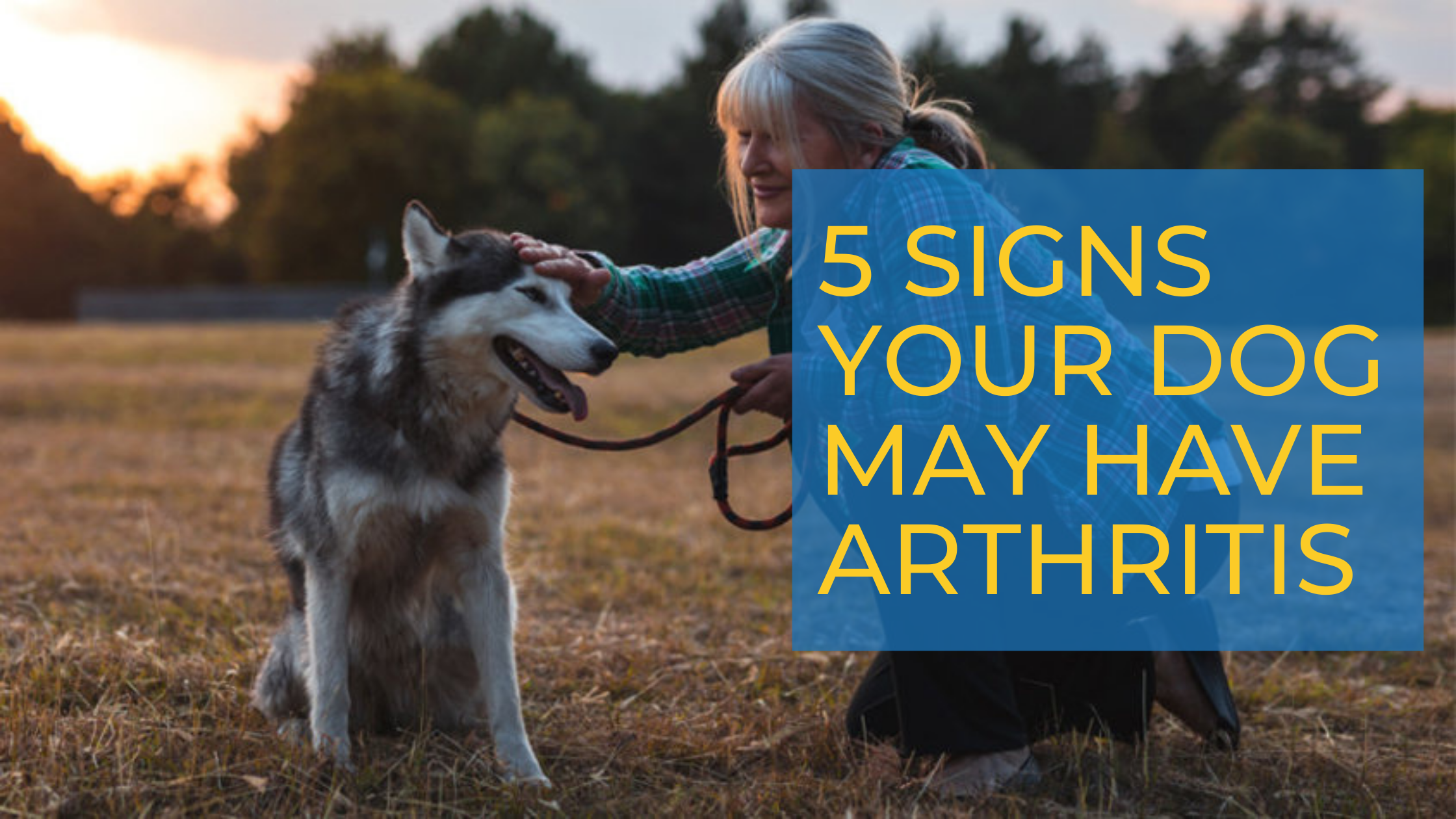 how can you tell if your dog has arthritis