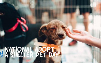 National Adopt a Shelter Pet Day