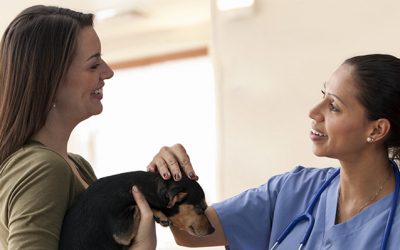 How Ardent Animal Health Supports Veterinary Teams From Consultation to Treatment