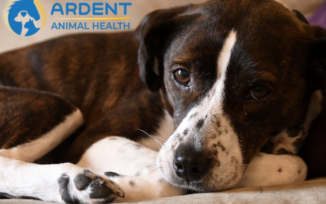 A concerned-looking dog lying down, with Ardent Animal Health's logo, symbolizing their pet anxiety expertise.