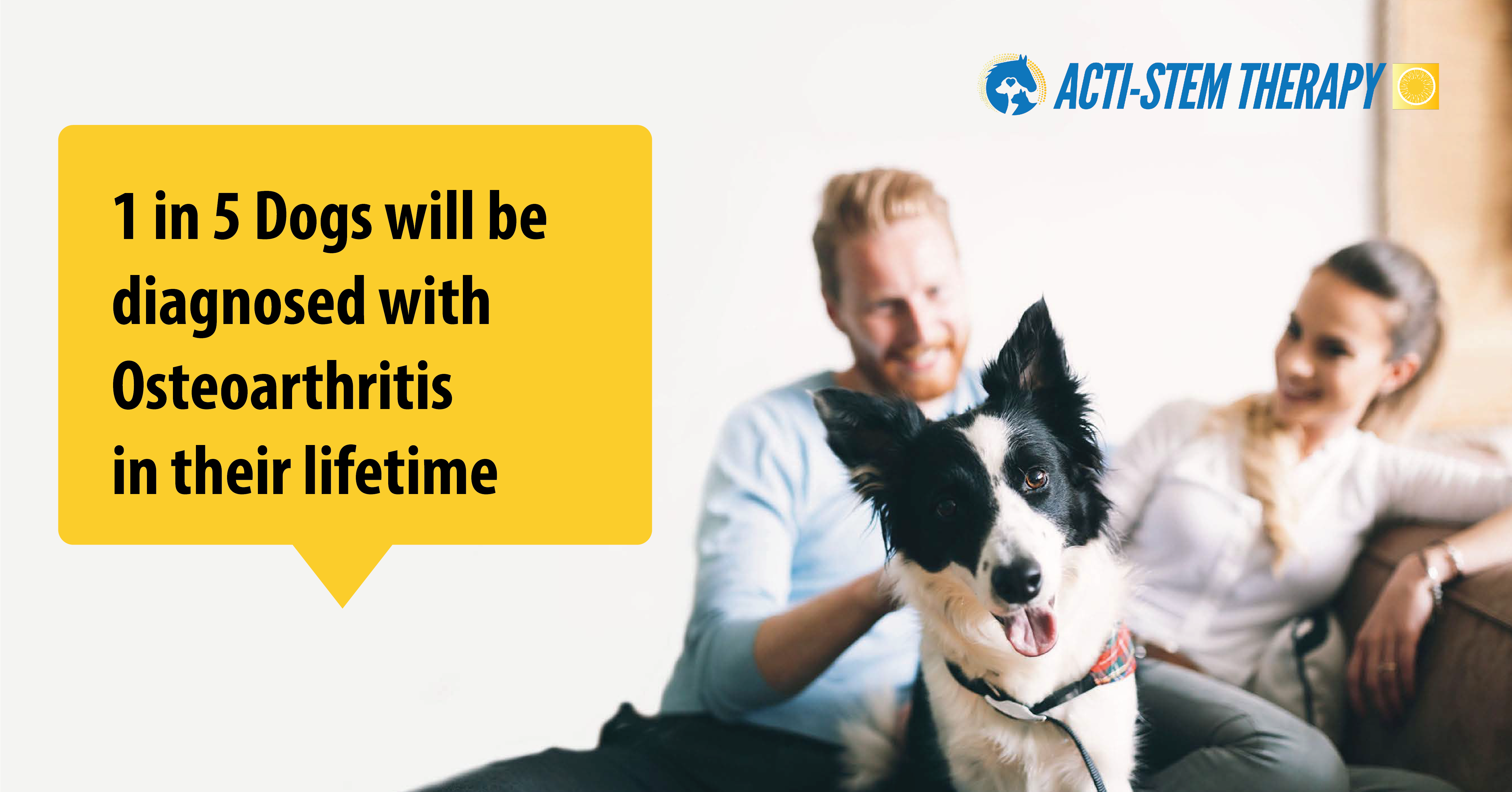 arthritis-in-dogs-how-to-manage-joint-pain-ricky-spears