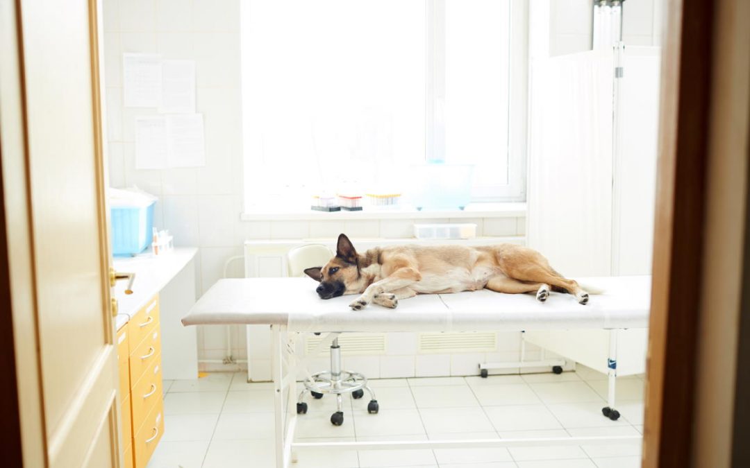A relaxed dog lying on a clinic table, symbolizing the comfort and care at Ardent Animal Health facilities..