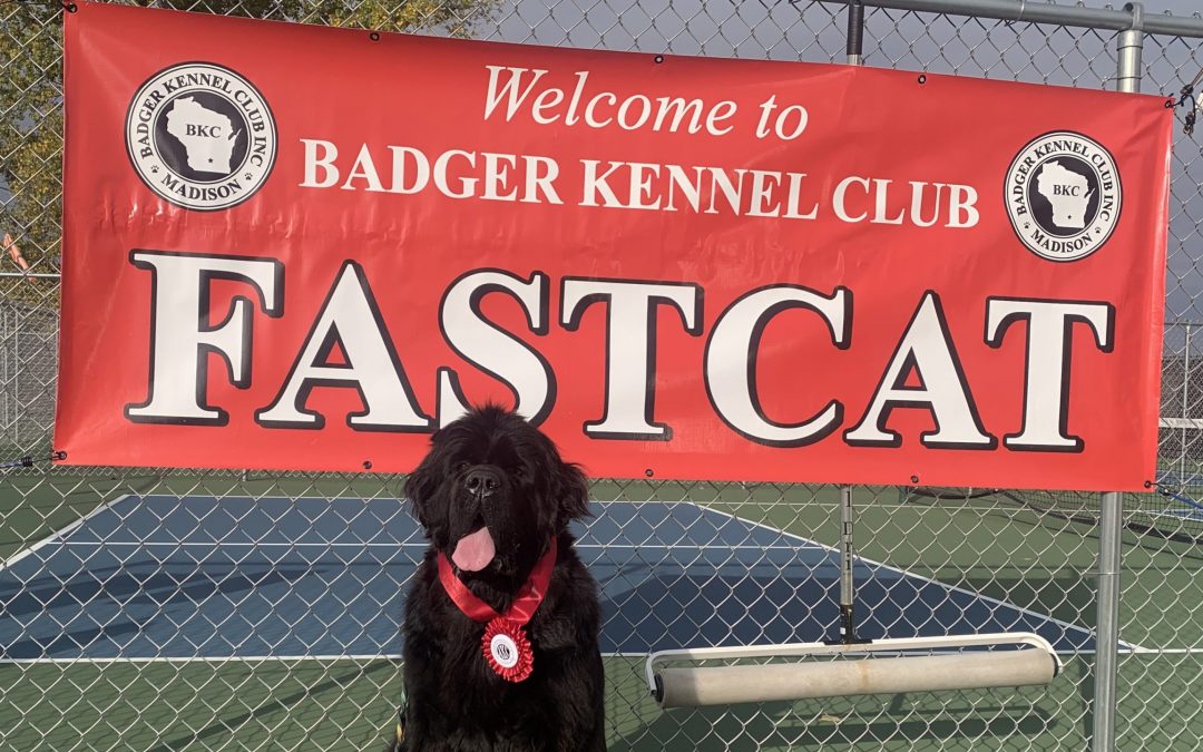 A happy dog with a ribbon at the Badger Kennel Club FastCAT event