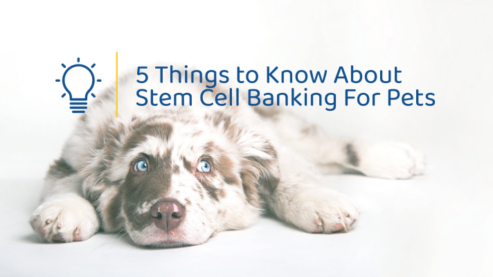 Informational image by Ardent Animal Health on Stem Cell Banking for pets, featuring a relaxed dog.