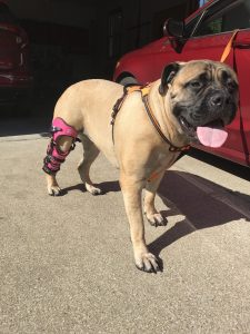 Macy the Mastiff with a right knee ACL tear