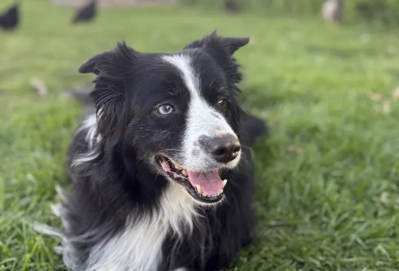 canine stem cell therapy canine stem cell therapy