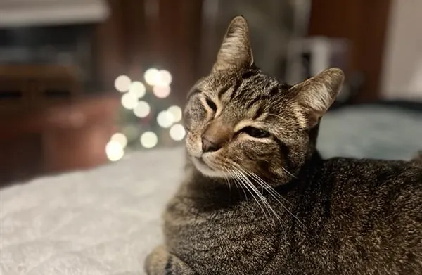 cat wellness