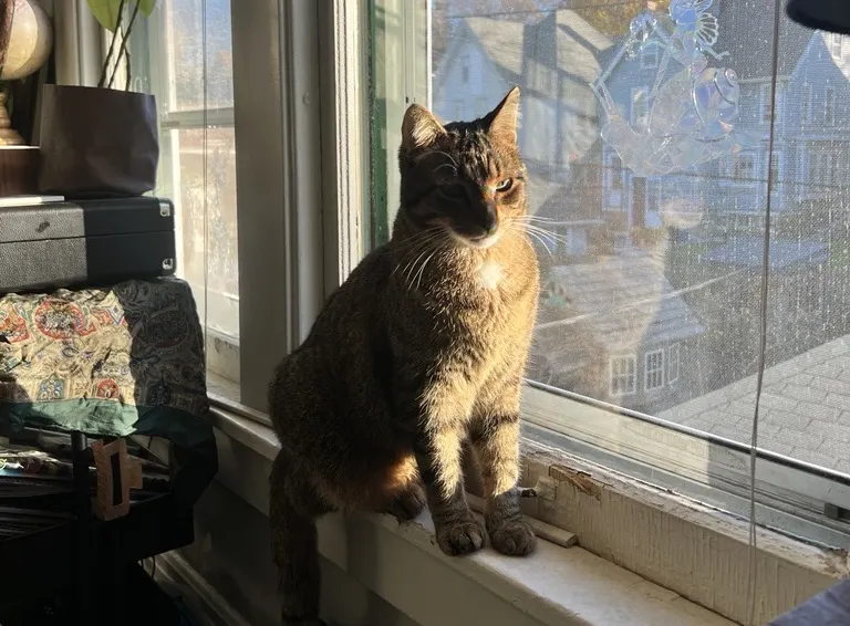 feline wellness
