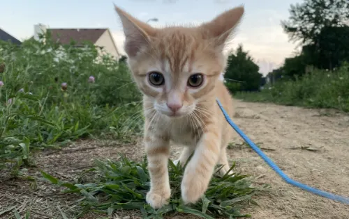 regenerative medicine cat