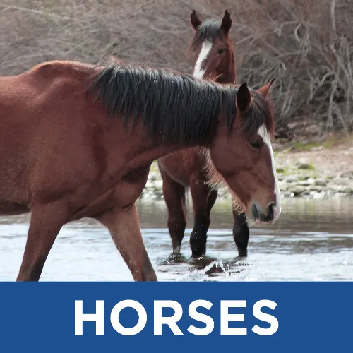 Horses