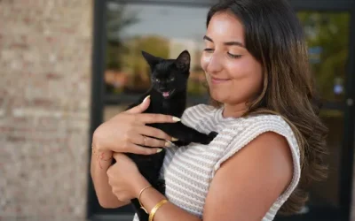 MSC Therapy for Feline