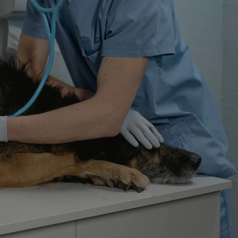 animal cancer care animal cancer care