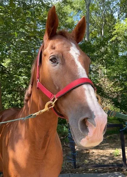 ecs horse ecs horse