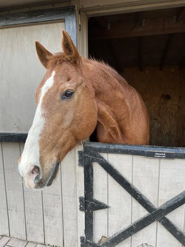 horse ecs horse ecs