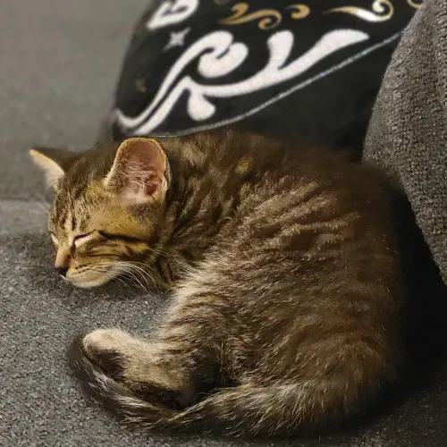 Regenerative Medicine - Cat