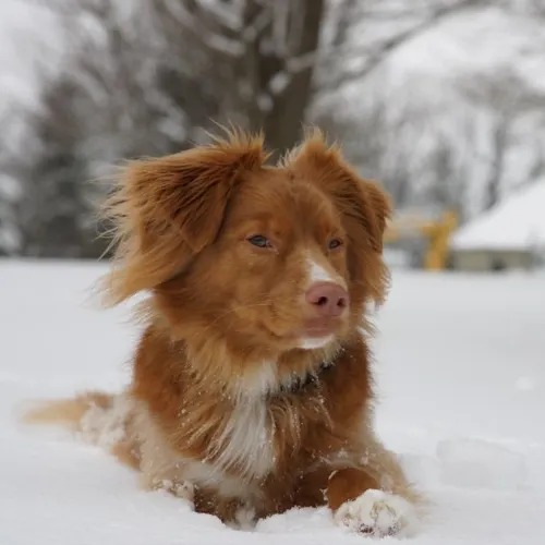 Regenerative Medicine - Dog
