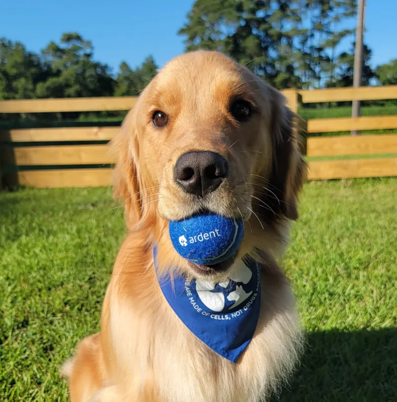 dog ardent
