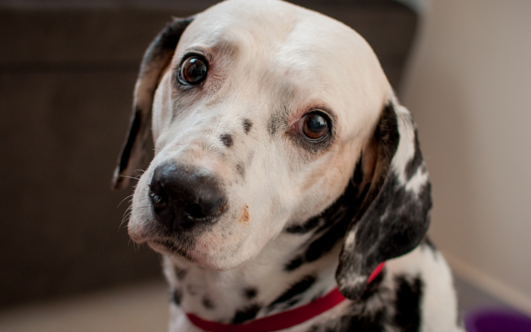 How Do We Measure Pain in Dogs? Veterinary Pain Research Explained