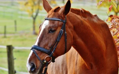 Do Equine Orthobiologics Outperform Steroids?