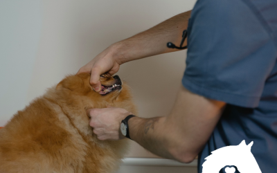 PRP for Periodontitis in Small-Breed Dogs