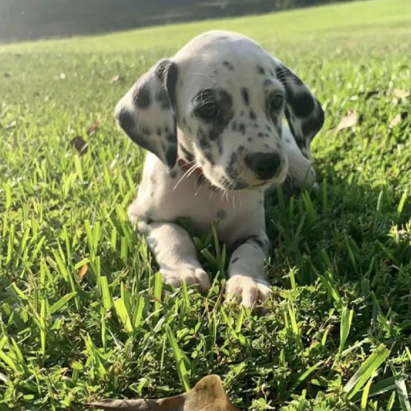 puppy community