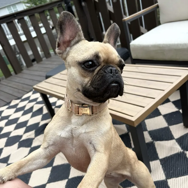 puppy community