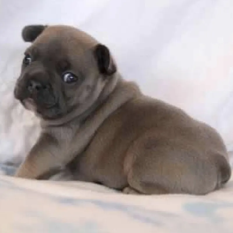 puppy community
