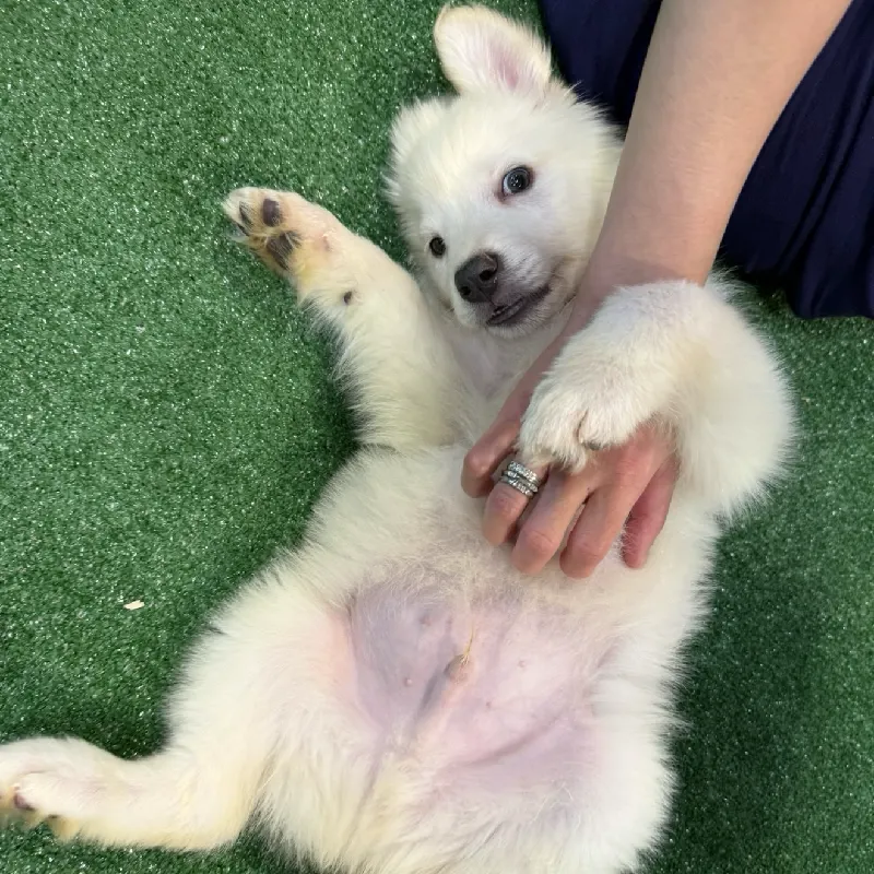 puppy community