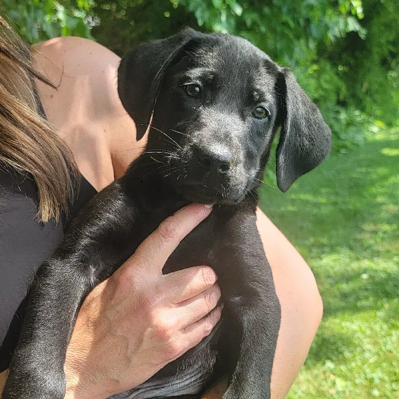 puppy community